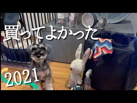 ミニチュアシュナウザー