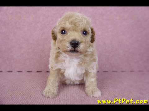 09/23泰迪比熊母幼犬2號(屏東里港)