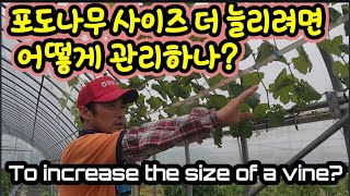 포도나무 사이즈를 더 욕심을 내고싶다면? To increase the size of a vine?