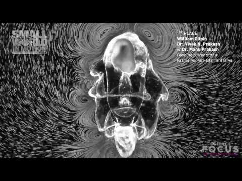 Nikon Small World in Motion brings photomicrography to life