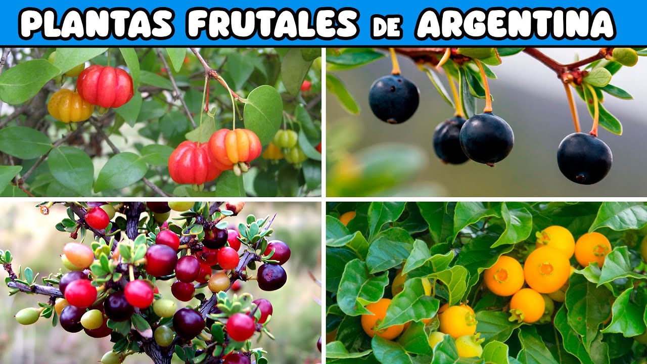 10 FRUTOS COMESTIBLES NATIVOS de ARGENTINA