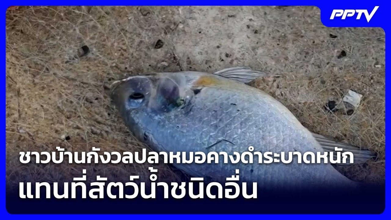 ชาวบ้านกังวลปลาหมอคางดำระบาดหนัก แทนที่สัตว์น้ำ?