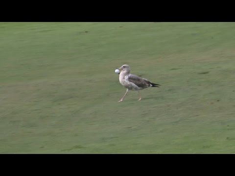 Seagull steals Colin Montgomerie’s golf ball at Nature Valley First Tee Open