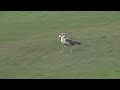 Seagull Steals Colin Montgomerie S Golf Ball At Nature Valley First Tee Open