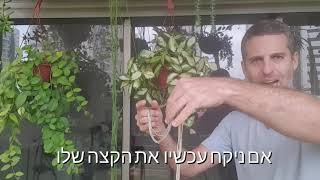 טיפ חשוב להשקיה של עציצים תלויים