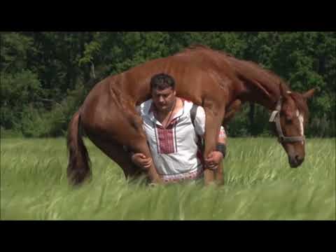 Конь породы "дончак", живой вес!
