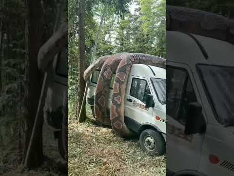 Anaconda snake in the Amazon jungle😯#shorts