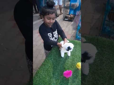 🌀🌀Shih tzu Puppy#Me&My Sister Enjoy the day# Shiht#Puppy Lover's #Shorts Video #Shortsfeed