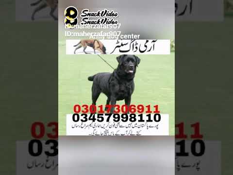 Army dog center sadiqabad(3)