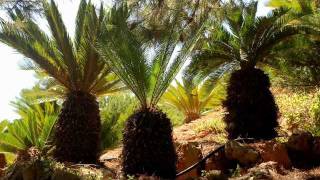 Guitar tune - Del Mar by Sad Fantasy inspired by the Ibiza Chillout scene