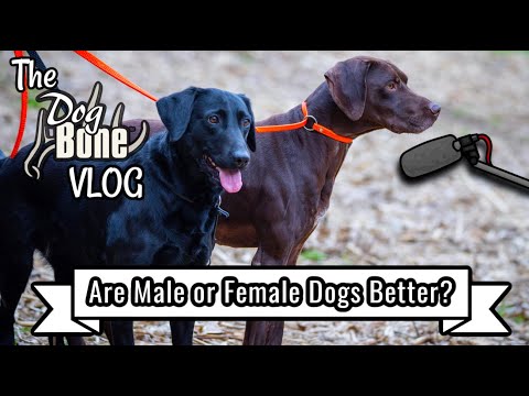 Are Male Dogs or Female Dogs Better | The DogBone VLOG: Ep: #125
