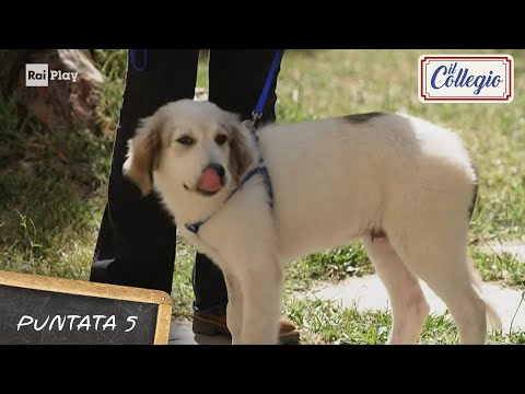 Un nuovo collegiale... - Quinta Puntata - Il Collegio 9