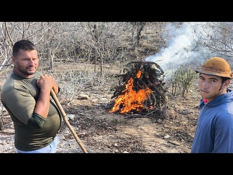 NORDESTINO QUEIMA XIQUE-XIQUE PARA ALIMENTAR SUAS CABRAS LEITEIRAS EM SOLEDADE NA PARAÍBA
