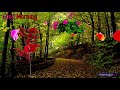 Good Morning Video Autumn Leaves