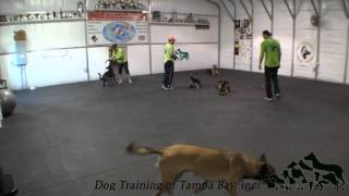 preview picture of video 'Tampa Dog Training'