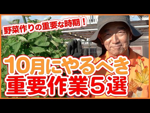 オークリーフレタス 植物