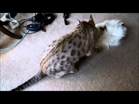 Snow Lynx Bengal Mauling Alpaca Toy