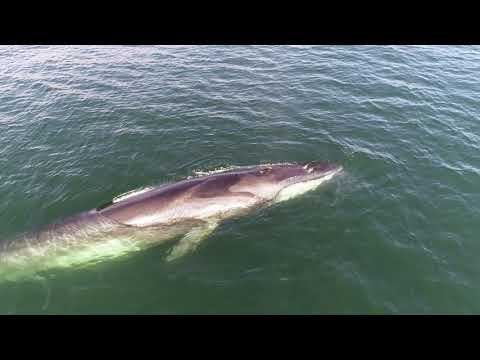 fin whale with green reflection