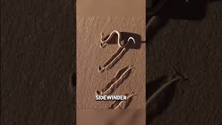 Download lagu Never Ignore These Traces in the Desert #snakes #uniquefacts #interestingfacts mp3 Download lagu Never Ignore These Traces in the Desert #snakes #uniquefacts #interestingfacts mp3