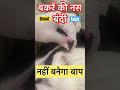 Castration Of Buck L Dr Umar Khan