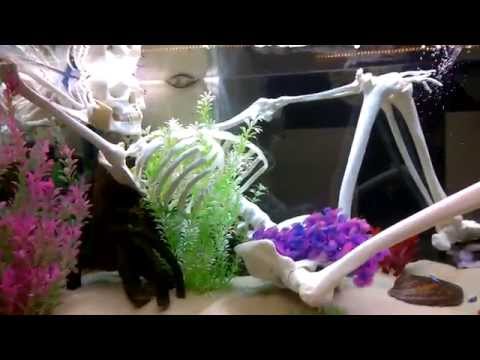 comment nettoyer aquarium avec poissons dedans