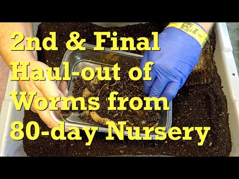 2nd & final haul-out of baby worms from 80-day cocoon nursery - vermicompost