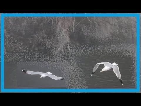 řeka Bečva a racek v mlze / river and seagull in fog / drone DJI mini 4 PRO - winter - freezing test