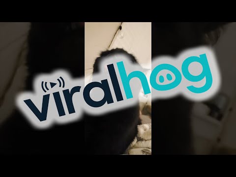 Cat Licks the Air When Being Pet || ViralHog