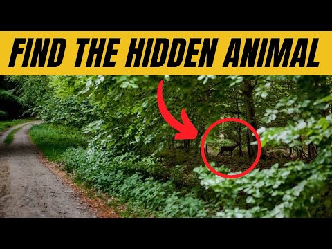 Find the Hidden Animal - QUIZ