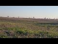 Greyhound Vs Steenbok