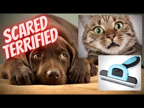 MIU COLOR Pet Grooming Brush, Deshedding Tool for Dogs & Cats, Effectively Reduces Shedding by up to 95% for Short Medium and Long Pet Hair，Apple Green video review thumbnail