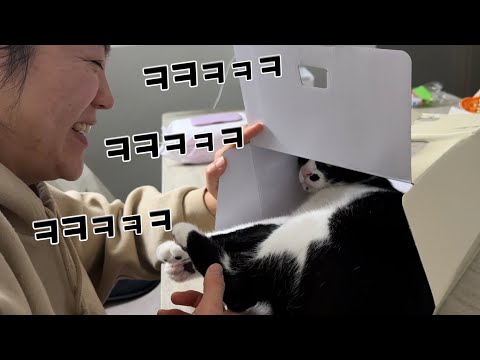 삶에 웃음이 필요하거나 무료 할때면 고양이를 키우세요