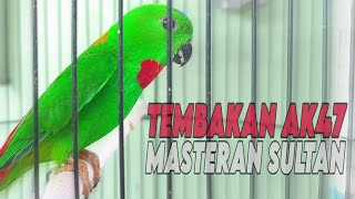 Download lagu Masteran Serindit Gacor Nembak AK47, Ampuh Untuk Masteran Muraibatu mp3