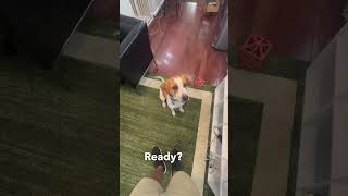 New trick for Layla 🥰 #dogtrainer