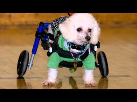 4th Annual disABLED Pet Rally 2015