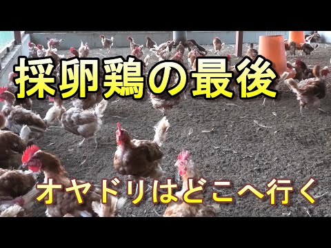 鶏に与える餌の量 脂肪の蓄積 ホルモンバランスの崩れ 肝性脂肪症