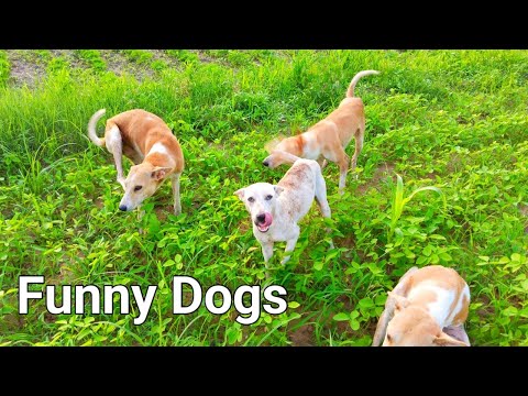 Funny dogs / Animals with funny / funny video