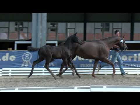 Stf v Fuerst Toto x Fidertanz x Welt Hit II 2020