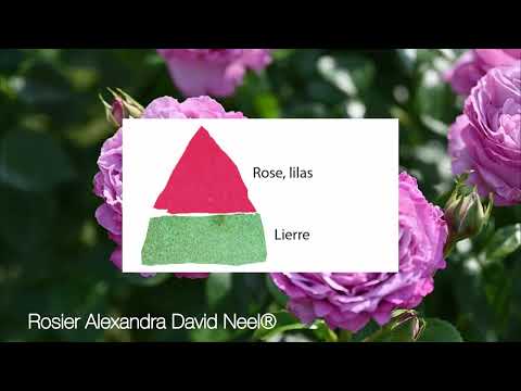 インドライラックは霜を恐れますか？フランスのどこでも栽培できるのでしょうか？  庭園