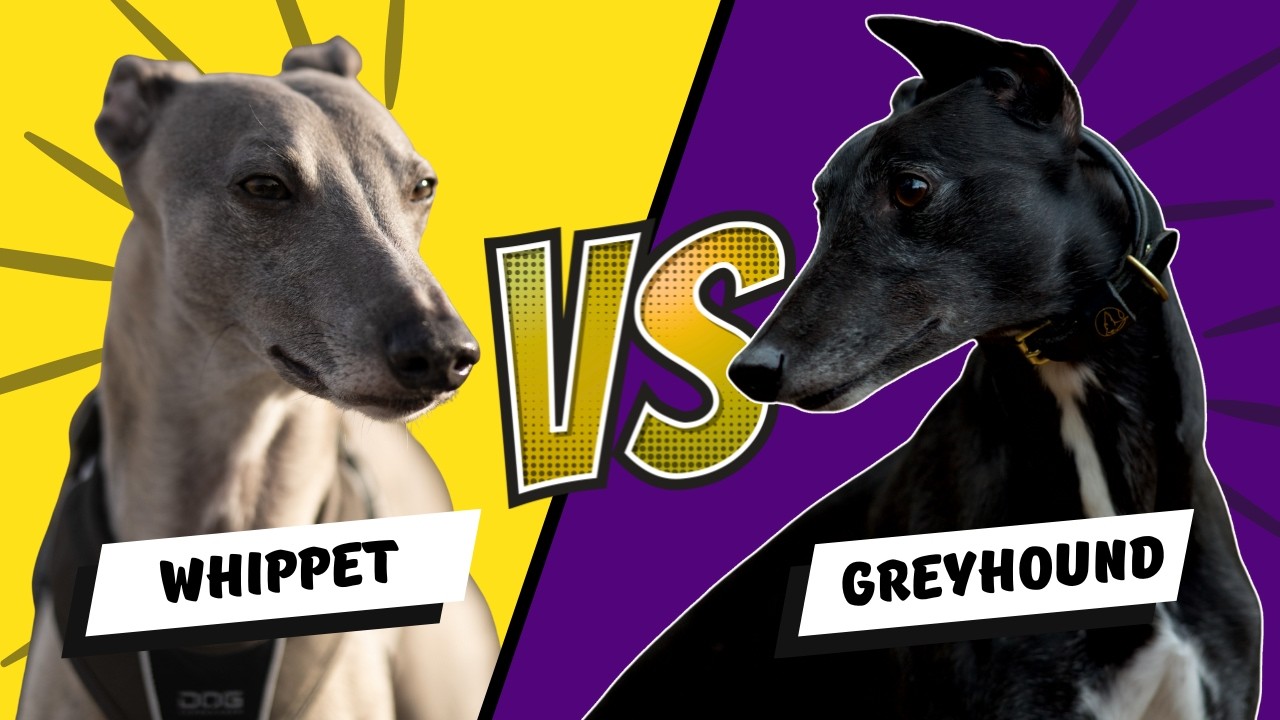 Whippet vs Greyhound: Which Is Better for REAL Life?
