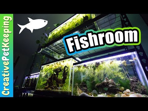 2018 Fishroom Update | Fish Fan Friday