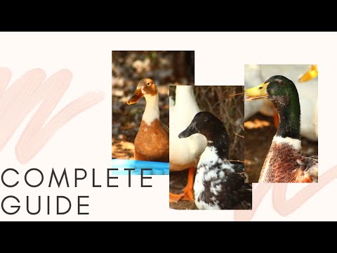, title : 'The Complete Guide to Duck Breeds-PART ONE'