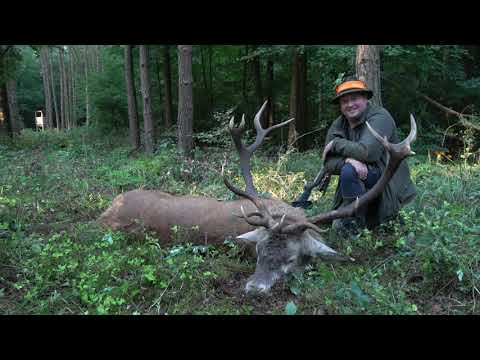 Rothirschbrunft 2022 - das Ansprechen des reifen Hirsches - Jagdreisen Brandenburg