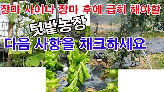 장마 사이나 장마 후 급히 해야 할, 텃밭농장 다은 사항을 채크하세요(장마기 농사, 장마 후 배수관리, 장마…