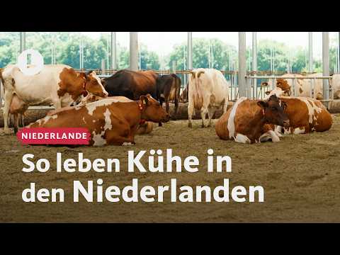 Sand statt Spaltboden: Inspiration für deutsche Landwirte? | WDR Lokalzeit LandSchafft