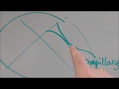 A & P review: papillary muscle