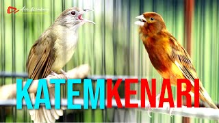 Download lagu KAPAS TEMBAK GACOR VS KENARI GACOR DURASI PANJANG mp3