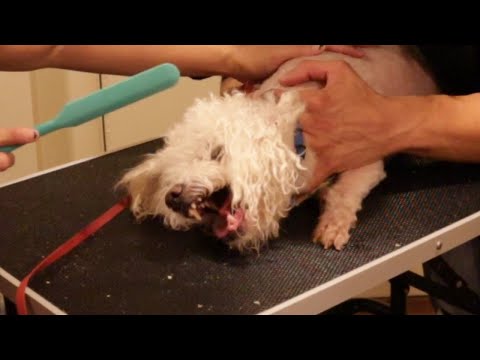 YouTube video about: How to restrain a dog while grooming?