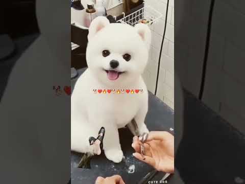 ye konsi nasal he #dog #cute #puppy #doglover #cutedog #tauseef_tech #love #dogbreed #funny