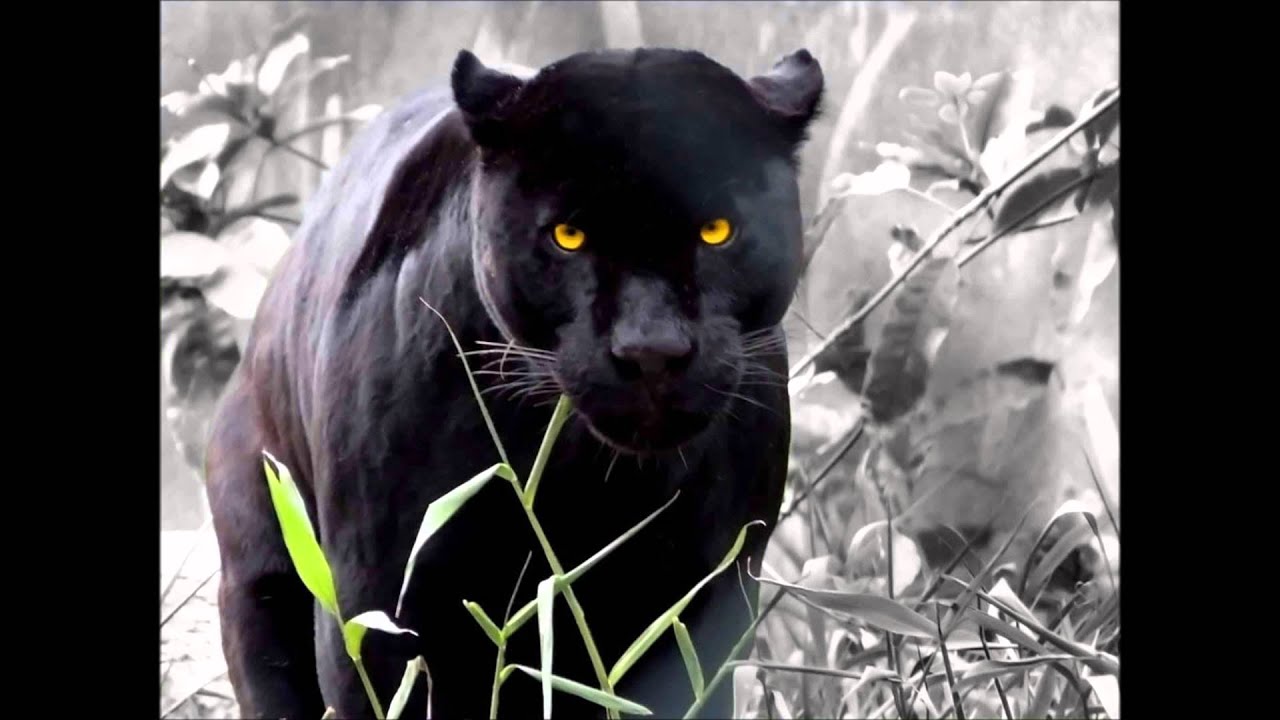 Ilustrações do Reino de Deus - O urubu e o pavão - Juanribe Pagliarin - Glória a Deus.